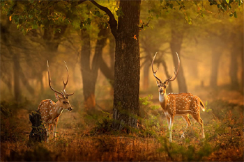 golden-tour-with-ranthambore